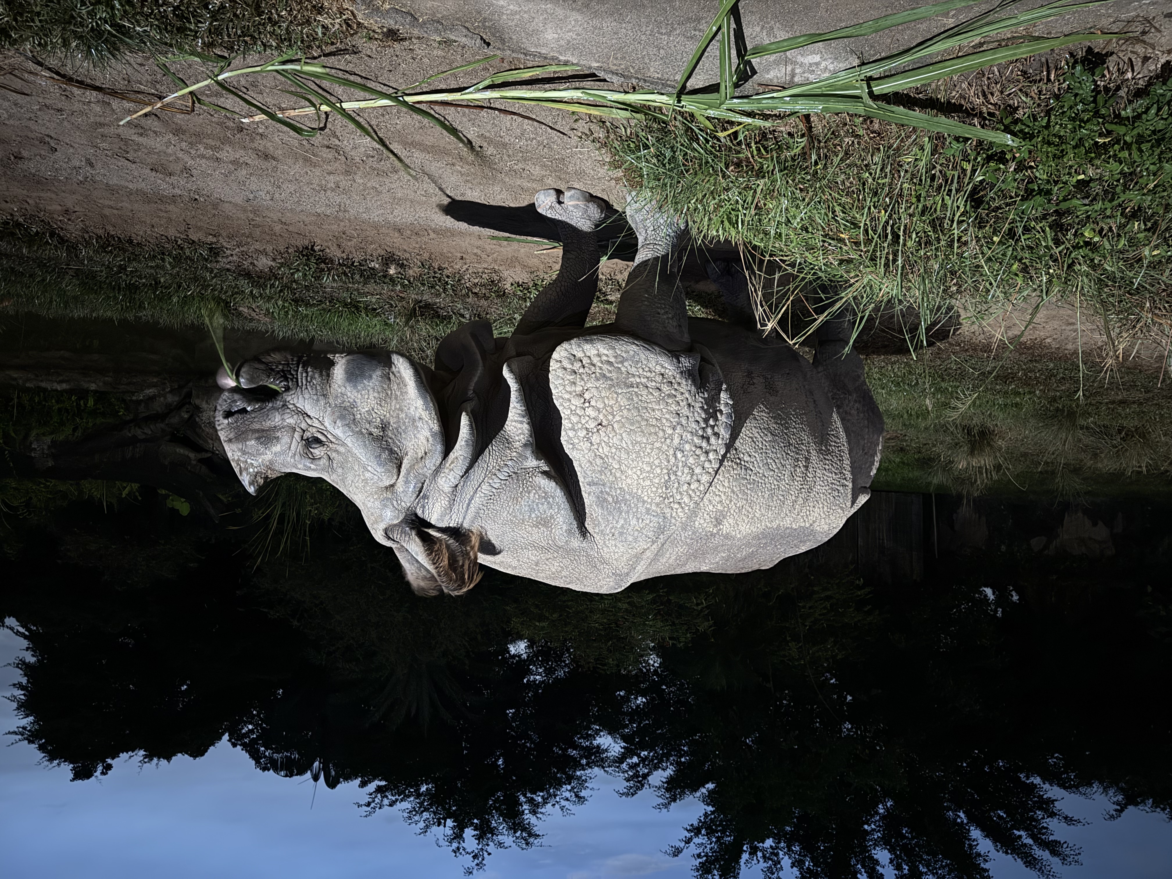 Indian Rhinoceros
